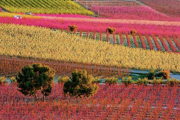 Floración de los frutales de Cieza, Murcia